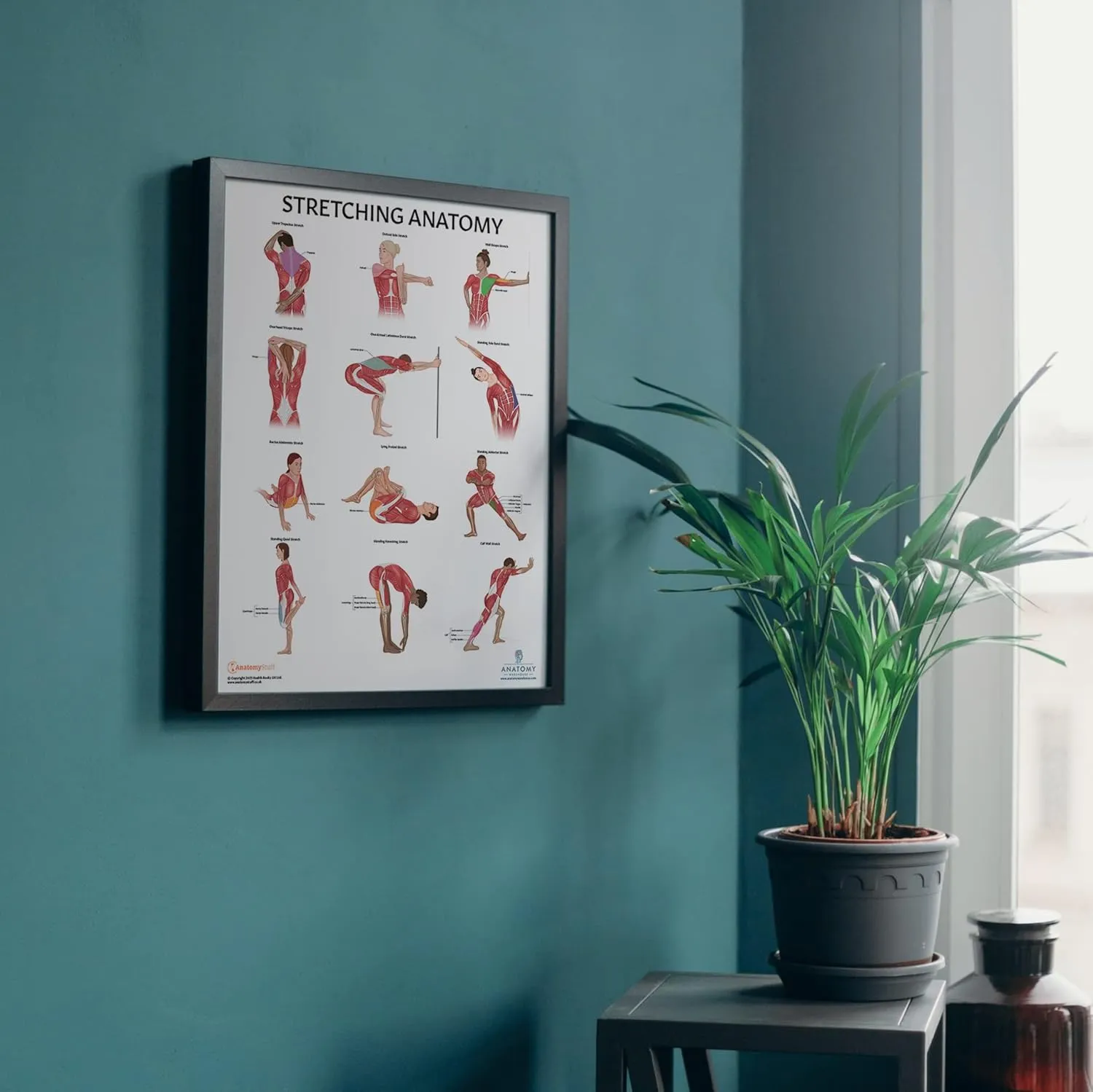 Stretching Anatomy Poster, LAMINATED, Anatomy and Physiology Poster, Fitness Poster, 17.3 x 22.5 Inches, Physical Education Poster, Stretching Exercise Chart, Workout Poster, Made by Anatomy Lab