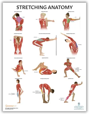 Stretching Anatomy Poster, LAMINATED, Anatomy and Physiology Poster, Fitness Poster, 17.3 x 22.5 Inches, Physical Education Poster, Stretching Exercise Chart, Workout Poster, Made by Anatomy Lab