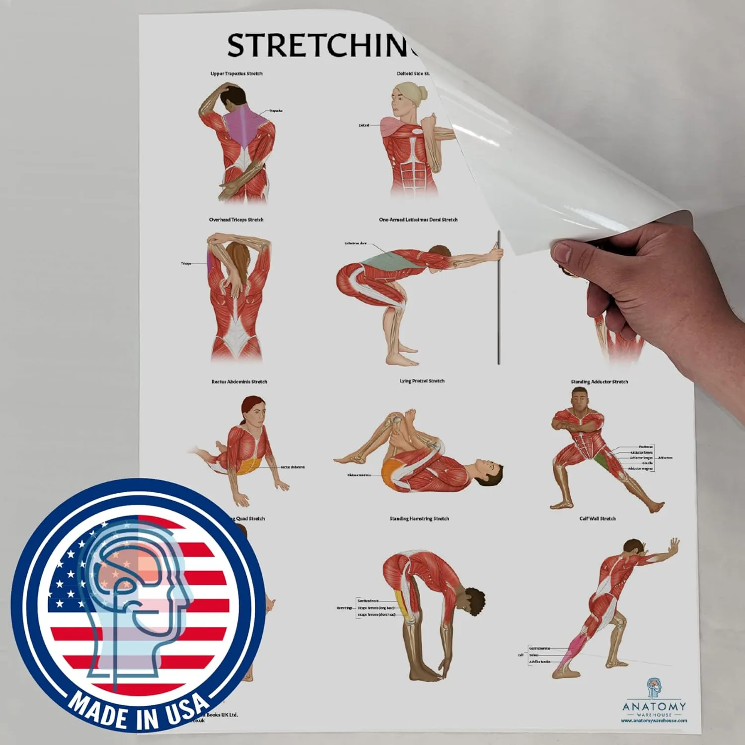 Stretching Anatomy Poster, LAMINATED, Anatomy and Physiology Poster, Fitness Poster, 17.3 x 22.5 Inches, Physical Education Poster, Stretching Exercise Chart, Workout Poster, Made by Anatomy Lab