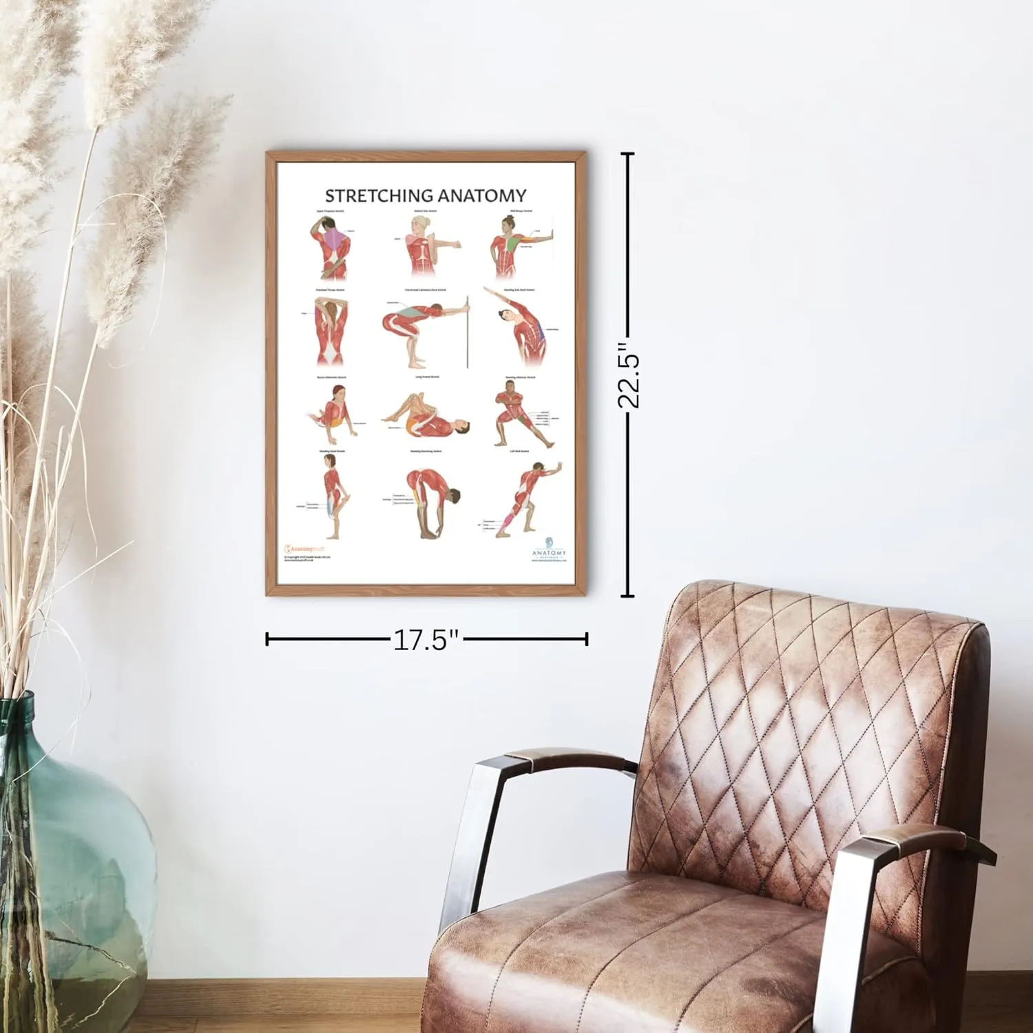 Stretching Anatomy Poster, LAMINATED, Anatomy and Physiology Poster, Fitness Poster, 17.3 x 22.5 Inches, Physical Education Poster, Stretching Exercise Chart, Workout Poster, Made by Anatomy Lab