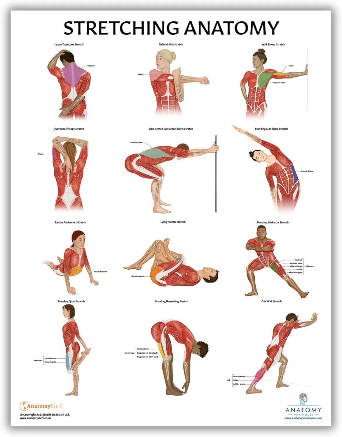 Stretching Anatomy Poster, LAMINATED, Anatomy and Physiology Poster, Fitness Poster, 17.3 x 22.5 Inches, Physical Education Poster, Stretching Exercise Chart, Workout Poster, Made by Anatomy Lab