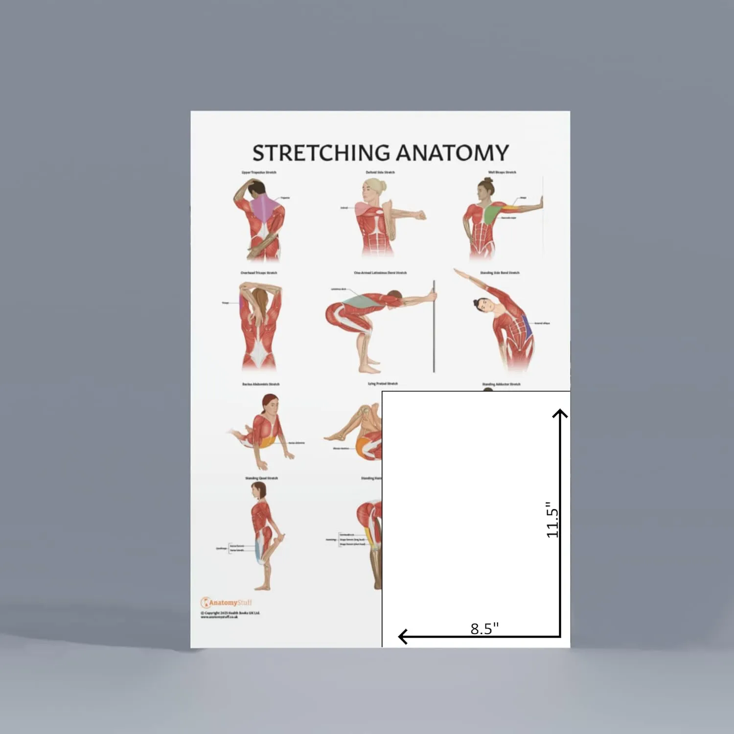 Stretching Anatomy Poster, LAMINATED, Anatomy and Physiology Poster, Fitness Poster, 17.3 x 22.5 Inches, Physical Education Poster, Stretching Exercise Chart, Workout Poster, Made by Anatomy Lab
